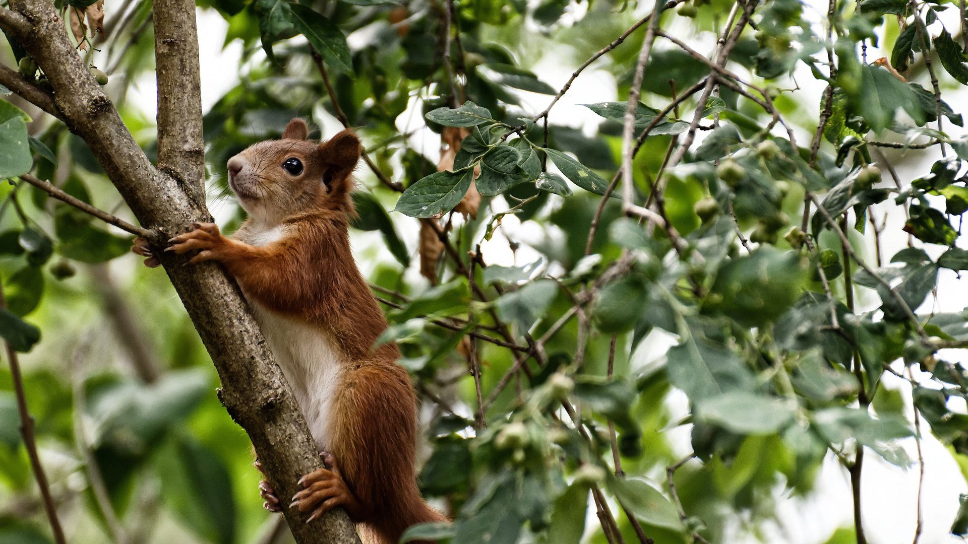 全国青少年裁判员“能力+素养”双提升，行业公正力持续增强，青少年足球裁判员培训